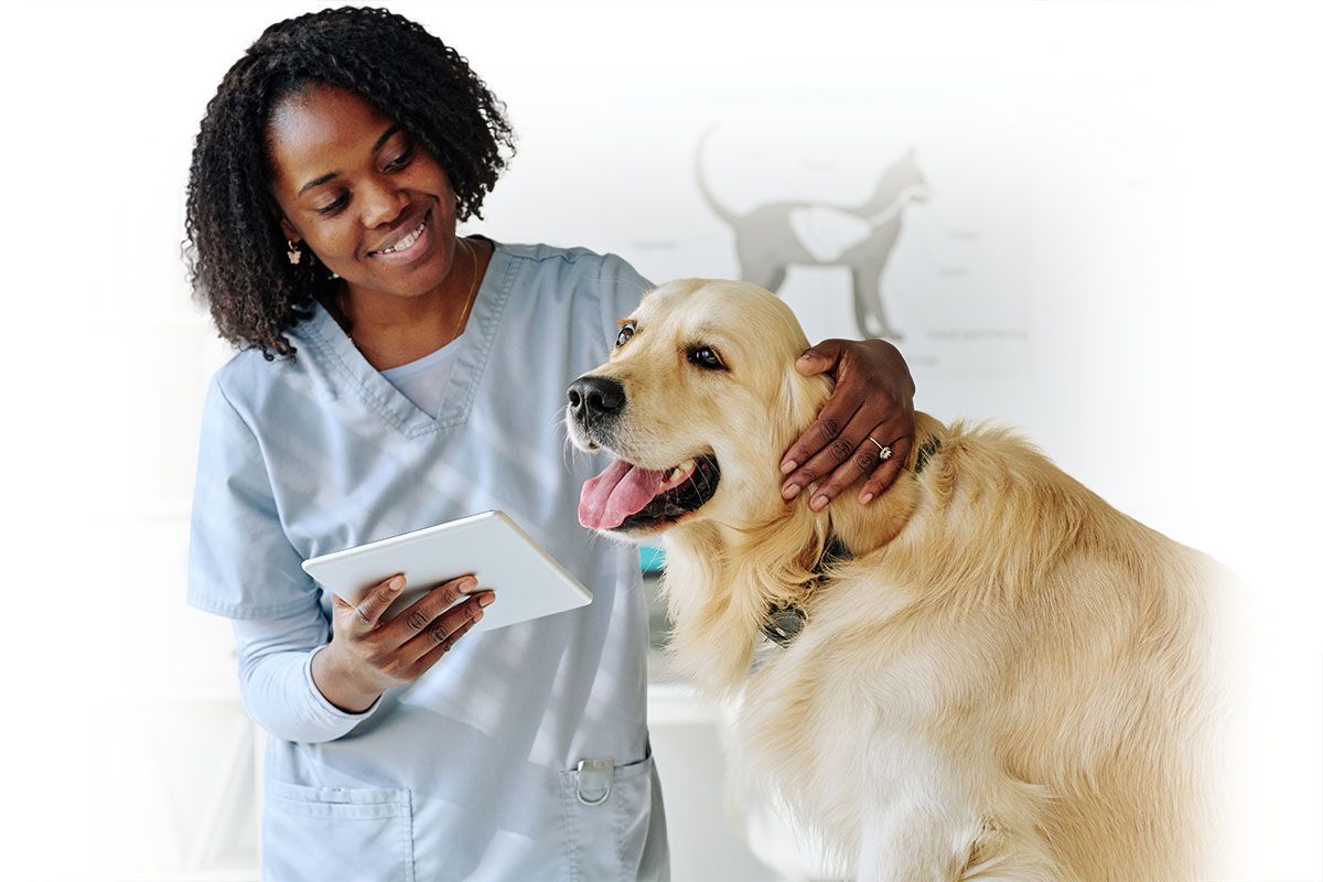 young vet using digital tablet with cute dog